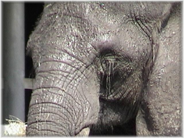 AFRICAN ELEPHANT 0120